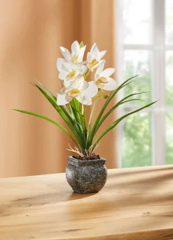 Hot BADER Cymbidium-Orchidee im Zementtopf CREME