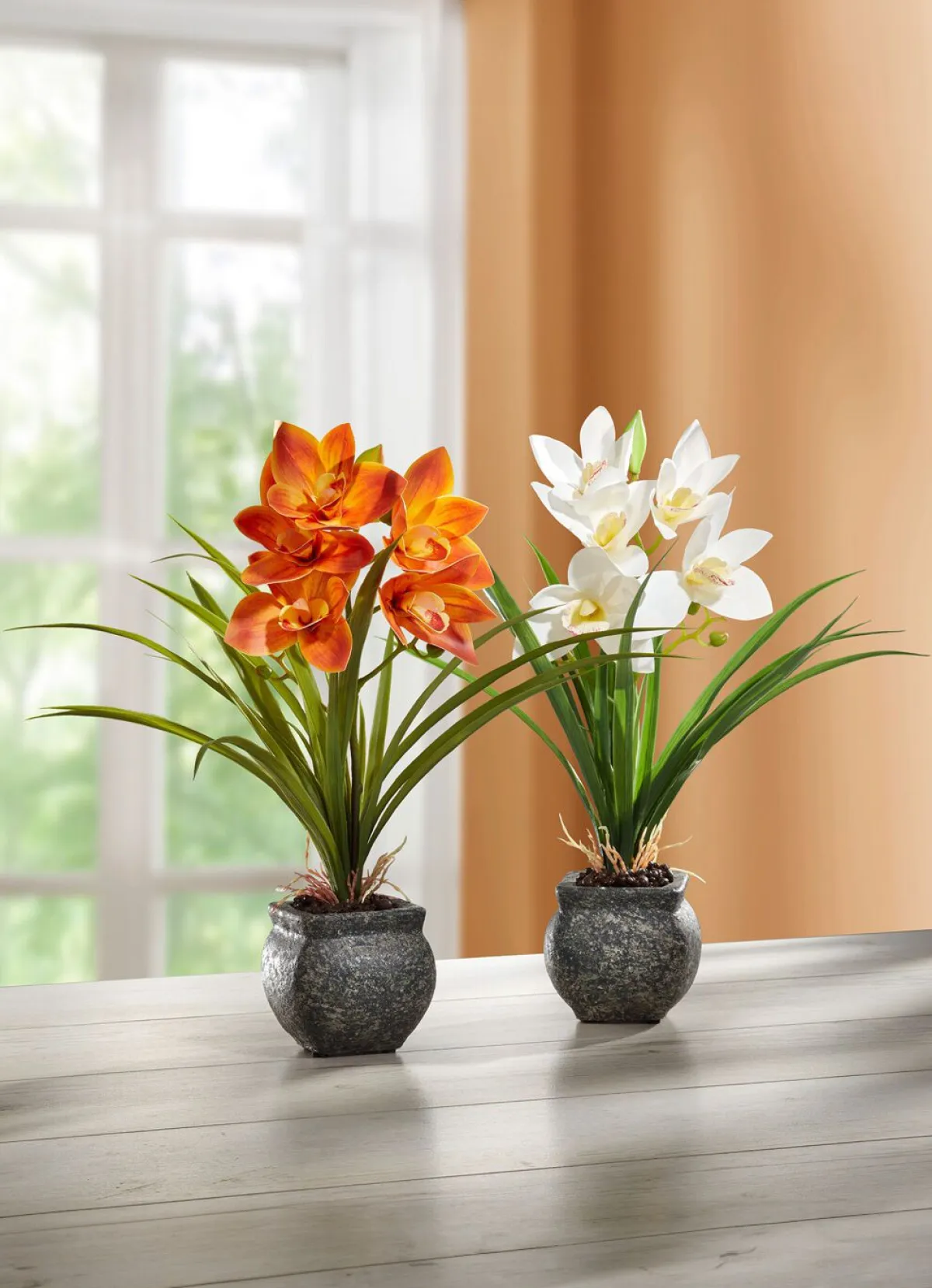 Hot BADER Cymbidium-Orchidee im Zementtopf ORANGE
