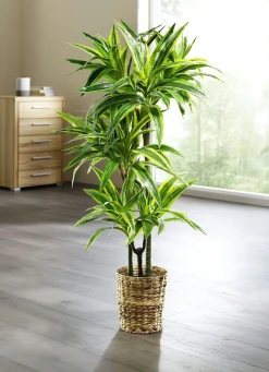 Outlet BADER Dracena-Reflexa-Palme GRÜN