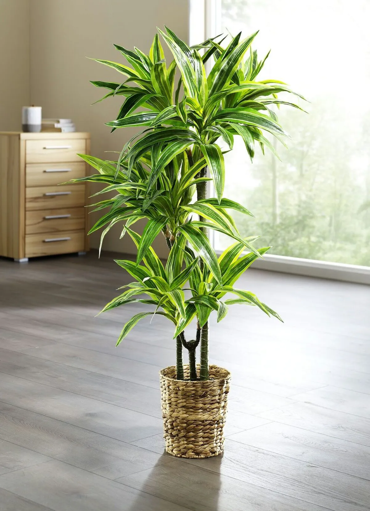 Outlet BADER Dracena-Reflexa-Palme GRÜN