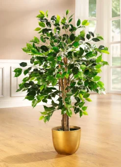 Outlet BADER Ficus im Topf GRÜN