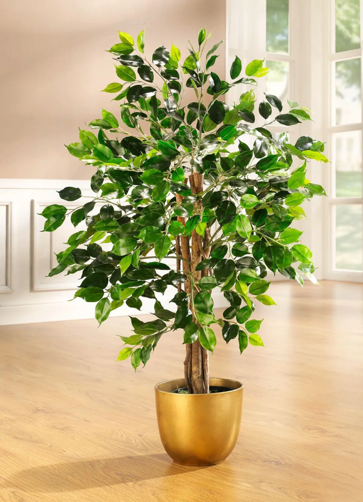 Outlet BADER Ficus im Topf GRÜN