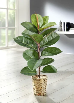 Sale BADER Gummibaum im Topf