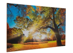 Sale BADER Hochwertiges Kunstdruck Bild BUNT