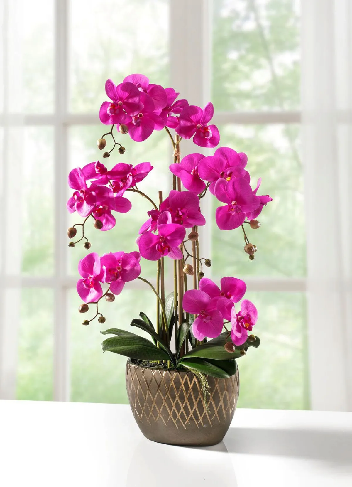 BADER Orchidee im Topf FUCHSIA