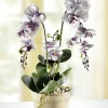 Outlet BADER Orchidee im Topf