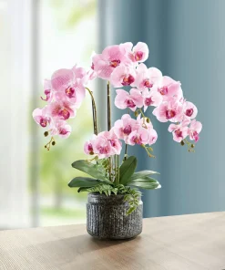 Discount BADER Orchideen-Gesteck im Topf ROSA