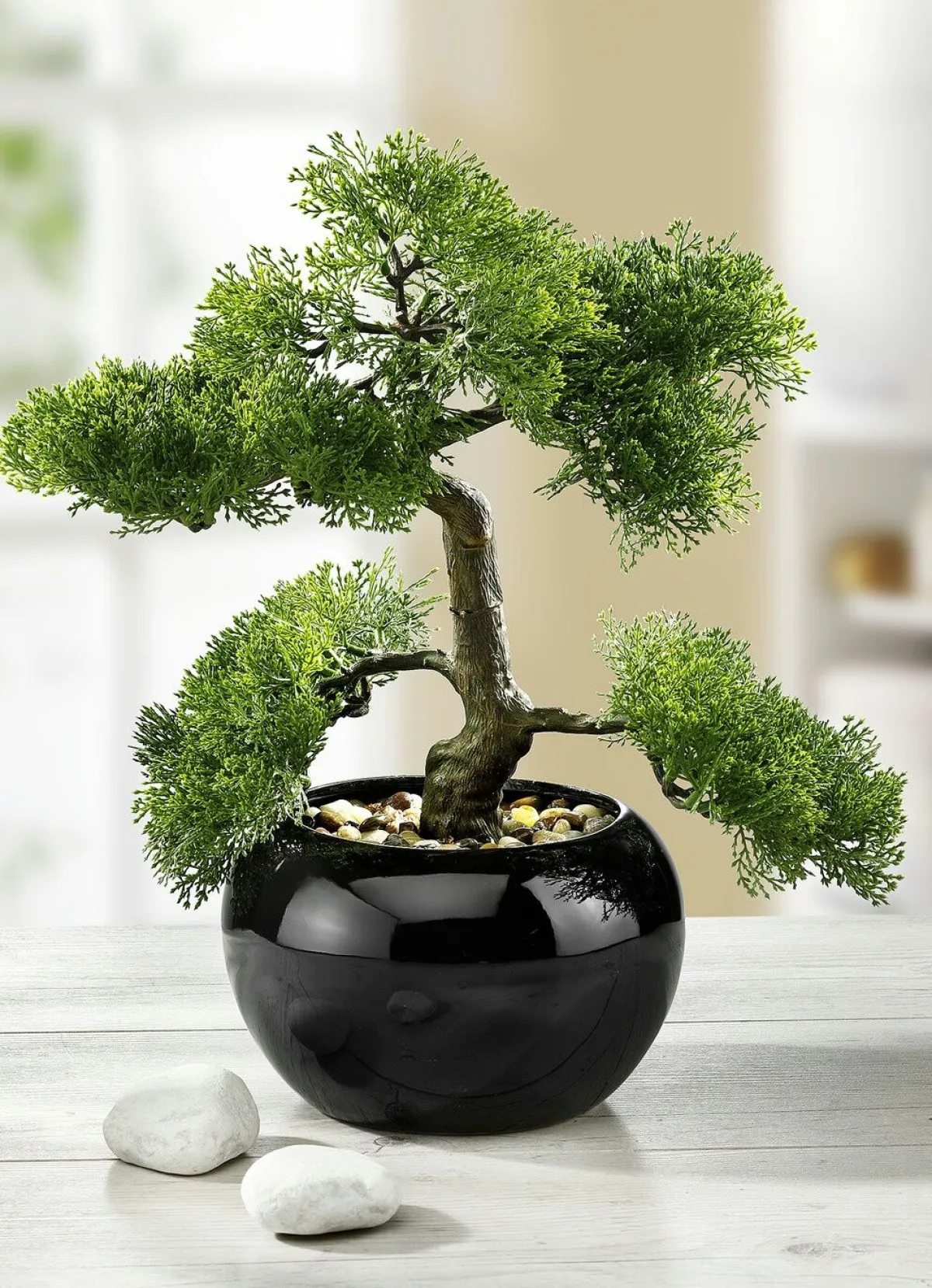 Sale BADER Zypressen-Bonsai im Topf GRÜN